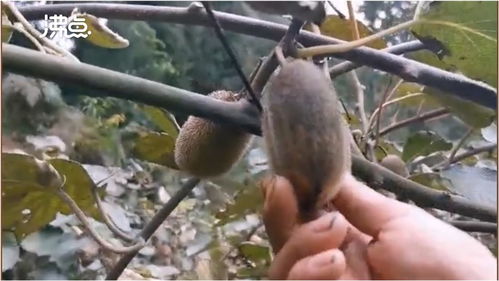 煤塵遮蔽下的豐收 2萬斤獼猴桃銷售無門，果農盼救助